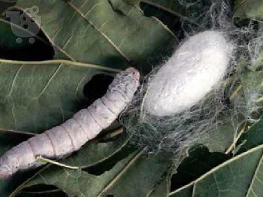 Πάπλωμα με γέμιση απο φυσικό μετάξι 100% & καλυμα βαμβακι 100% σατεν μονο 59€ απο 299€...